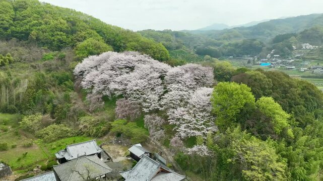 Temple in the mountains with blossoms in full bloom