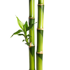 Fototapeta premium Two green bamboo stalks with fresh leaves isolated on a white background.