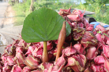 Water Chestnut tree with fruit on farm