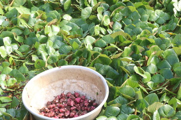 Water Chestnut tree with fruit on farm