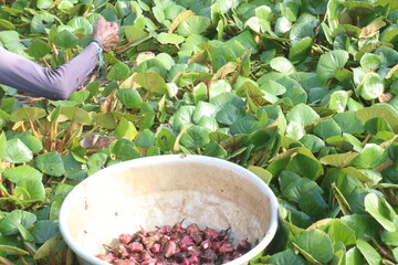 Water Chestnut tree with fruit on farm