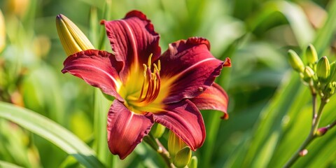 Obraz premium A vivid crimson lily blossom with yellow stamens and a hint of green foliage in the background