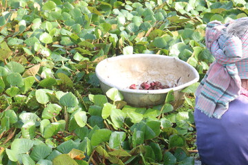 Water Chestnut tree with fruit and farmer on farm