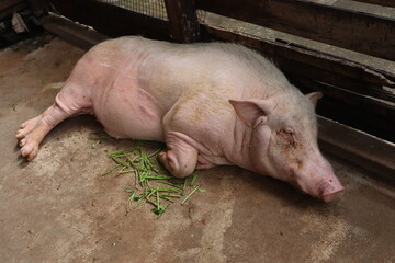 Pink domestic pig lying on its side on a concrete floor within a wooden pen. The pig appears to be resting or sleeping with its eyes closed.