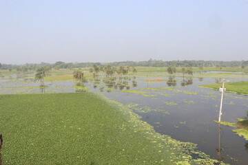 Water Chestnut tree plant farm for harvest