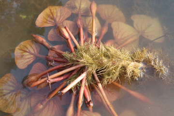 Water Chestnut tree plant on farm for harvest