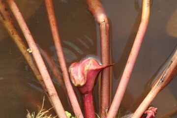 Water Chestnut tree plant on farm for harvest