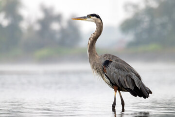 A great blue heron stands majestically in a river with foggy horizon in background