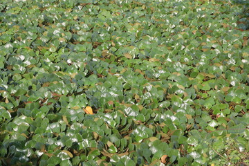 Water Chestnut tree plant on farm for harvest