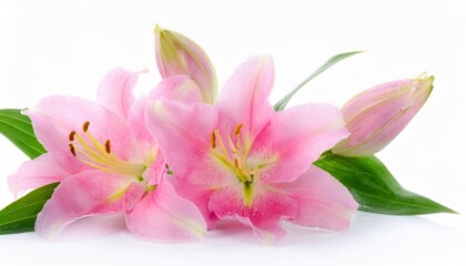 Fototapeta premium Lily pink on white background isolated. Beautiful flower.