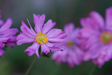 ピンクの秋明菊