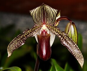 Stunning Burgundy Spotted and Striped Orchid Hybrid Paphiopedilum W.R. Lee in Bloom.
