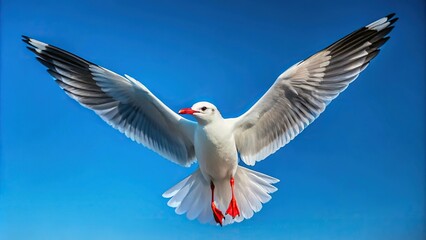 Obraz premium Symmetrical seagull flying in a blue sky background