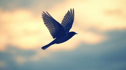 Fototapeta premium Purple Martin Soaring Gracefully Through the Sky