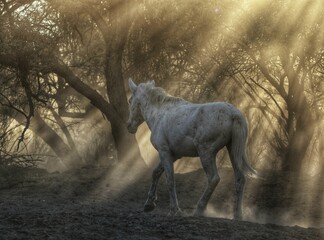 Wild Horse in Forest at Dawn