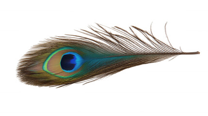 Fototapeta premium A vibrant peacock feather displays intricate patterns and colors, showcasing stunning shades of blue, green, and gold against a black background.