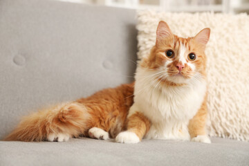 Cute cat lying on sofa at home