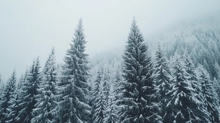 Obraz premium Enchanting winter wonderland, snowcovered trees in a serene forest landscape snowy