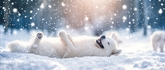 Fototapeta premium Samoyed Dog Fluffy Joyful With A Thick Coat Playing in the Snow