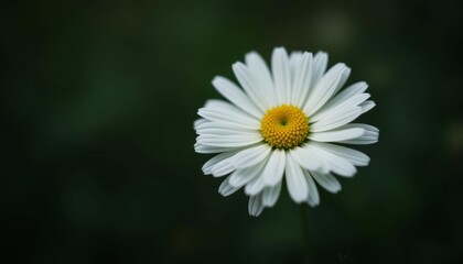Fototapeta premium Pure as a daisys petals untouched and serene