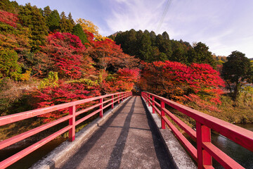 兵庫県朝来市の紅葉