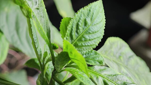 Strobilanthes cusia, the plant used for making dyes