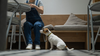 Jack Russell sits on the floor in a cafe and waits for the owner in a dog friendly cafe.