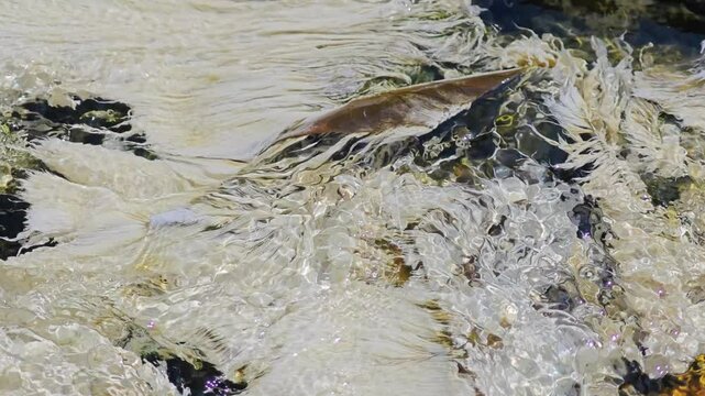 Chloroflexus aurantiacus in hot springs
