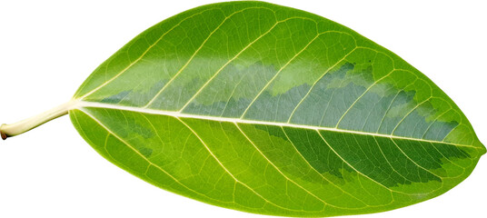 뱅갈고무나무 잎