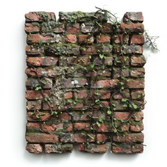 Weathered brick wall with ivy and moss growth, isolated on white background, ideal for rustic and organic design themes
