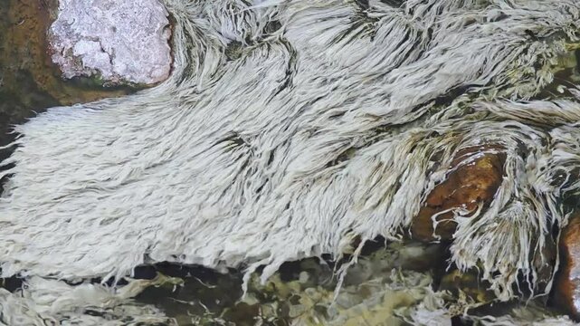 Chloroflexus aurantiacus in hot springs