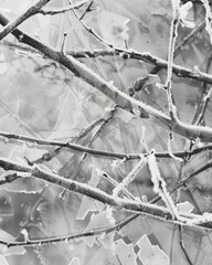 A close up of icy branches revealing delicate lines and designs etched in the cold. Black and white art