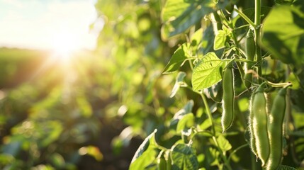 Fototapeta premium Close-up of Green Soybean Pods Growing on a Plant