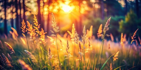 Obraz premium Golden Hour Grasses Bathed in Warm Sunlight, Casting Long Shadows Through a Lush Forest Setting