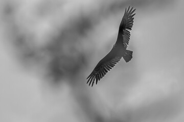 vulture in flight