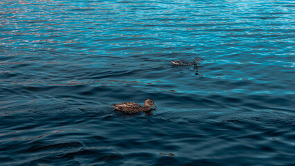Obraz premium ducks on the water 