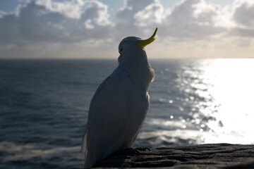 A cockatoo perched by the ocean, gazing into the sunset in Sydney, Australia.