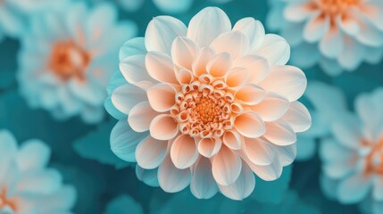 A soft, pastel-colored flower with delicate petals, surrounded by a soothing blue backdrop.