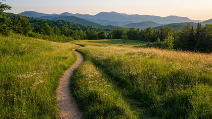 Fototapeta premium The scene is serene and peaceful, with the sun shining brightly on the grass