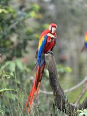 red macaw parrot
