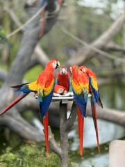 red and yellow macaw