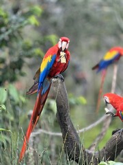 red and yellow macaw