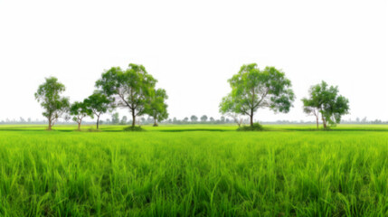 A beautiful grass field with trees on a white background, offering a panoramic view of a natural landscape with a meadow and rice paddy fields in the summer season.