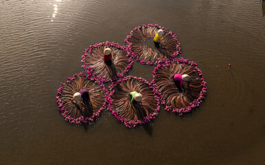 Harvesting water lilies in the floating season on Moc Hoa field, Long An. shot in Moc Hoa, Long An on September 9, 2024.
