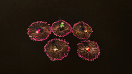 Harvesting water lilies in the floating season on Moc Hoa field, Long An. shot in Moc Hoa, Long An...