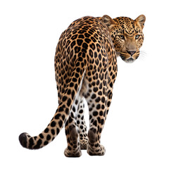 Fototapeta premium leopard back view isolated on transparent background cutout