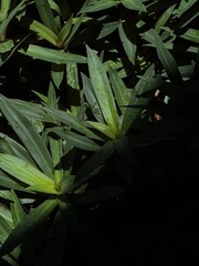 Obraz premium Green plant