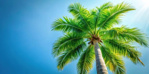Obraz premium Tall Palm Tree with Lush Green Fronds Against Clear White Sky Background Extreme Close-Up