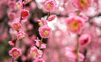 Fototapeta premium 満開の梅の花