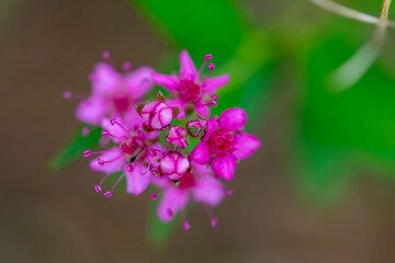 Fototapeta premium シモツケ